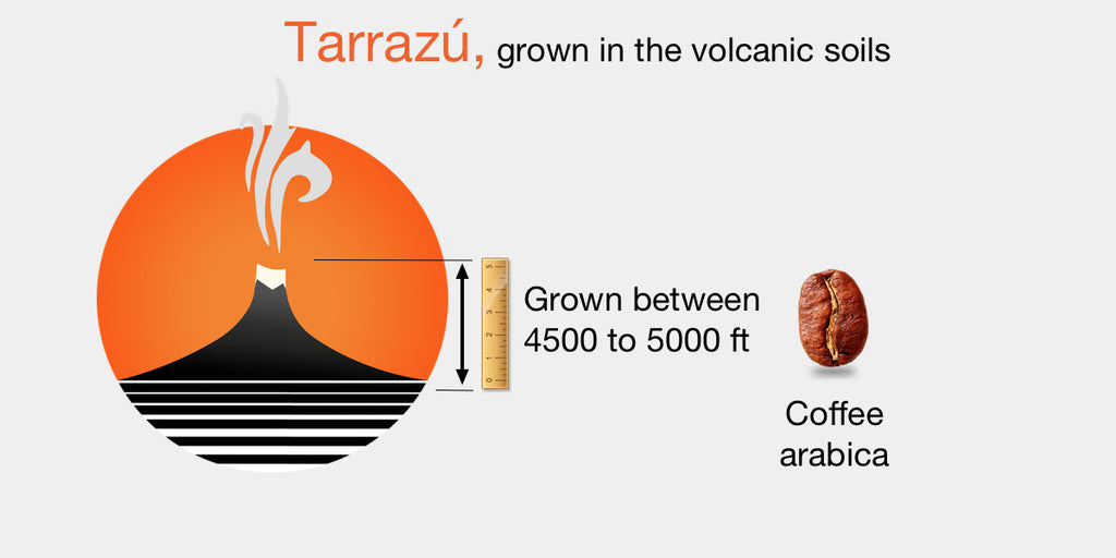 Tarrazu, grown in the volcanic soils. Grown between 4500 to 5000 ft.